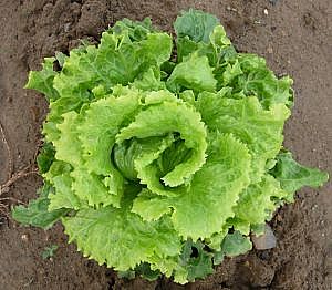 lettuce-main_Full