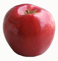 20080929__081005 eat SweetTango_200 The new Sweetango apple