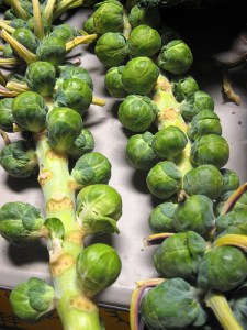 Brussels Sprouts