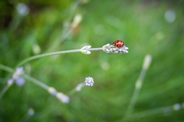 1024px-Stop_to_notice_the_little_things_(7360780594)